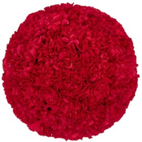 Member's Mark Carnations (Choose color and stem count)