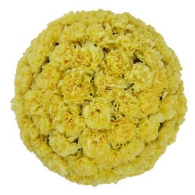 Carnations (Choose from various colors; 50, 100 or 150 stem)