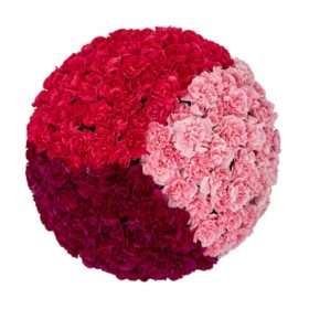 Member's Mark Mini Carnations (Choose color and stem count)