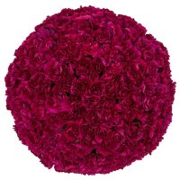 Mini Carnations (Choose from various colors; 50, 100 or 150 stem)