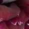 Bi-color, variant on Member's Mark Carnations, Choose color and stem count