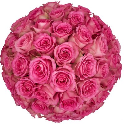 Hot Pink Roses 50 cm - Fresh Cut - 100 Stems, Size: 50 cm / 20 in