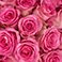 Pink, variant on Member's Mark Roses, choose color variety and stem count