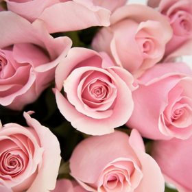 Member's Mark Roses, choose color variety and stem count