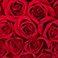 Red, variant on Member's Mark Roses, choose color variety and stem count