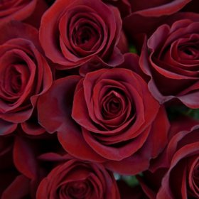 Long Stem Roses 55 cm (Choose from 3 varieties; 50, 100 or 150 stems)