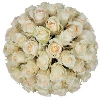 Roses 50 cm (Choose from 3 varieties; 50, 100 or 150 stems)