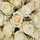White, variant on Member's Mark Roses, choose color variety and stem count