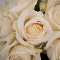 Long Stem Roses 55 cm (Choose from 3 varieties; 50, 100 or 150 stems)