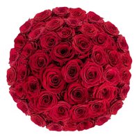 Premium Roses 60 cm (Choose from 3 varieties; 50, 100 or 150 stems)