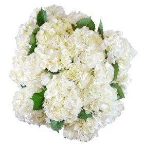 Member's Mark Hydrangeas (Choose color and stem count)