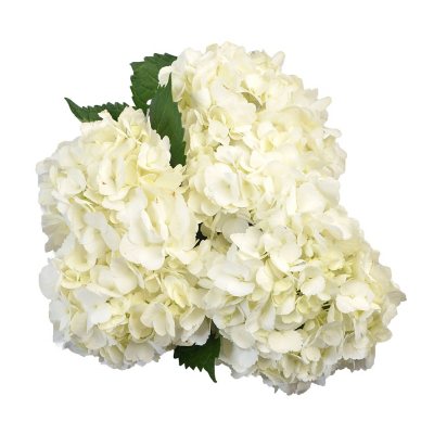Hydrangea Bianca White - Rose Safari