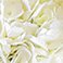 White, variant on Member's Mark Hydrangeas, choose color and stem count
