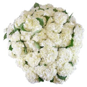 Member's Mark Hydrangeas (Choose color and stem count)