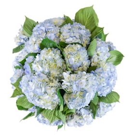 Member's Mark Hydrangeas (Choose color and stem count)