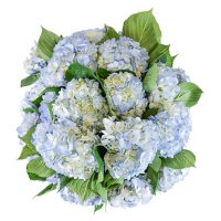 Hydrangea  (Choose from 2 varieties; 25, 50 or 75 stems)