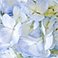 Blue, variant on Member's Mark Hydrangeas, choose color and stem count
