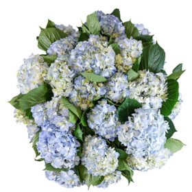 Member's Mark Hydrangeas (Choose color and stem count)