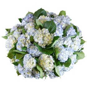 Member's Mark Hydrangeas (Choose color and stem count)