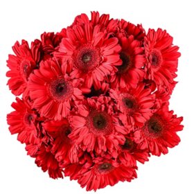 Member's Mark Gerbera Daisies, choose color and stem count