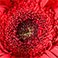 Red, variant on Member's Mark Gerbera Daisies, choose color and stem count