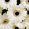 White, variant on Member's Mark Gerbera Daisies, choose color and stem count
