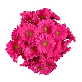 Member's Mark Gerbera Daisies, Choose color and stem count