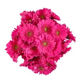 Gerbera Daisies (Choose from six colors; 25, 50 or 80 stems)