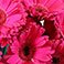 Hot Pink, variant on Member's Mark Gerbera Daisies, choose color and stem count