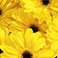 Yellow, variant on Member's Mark Gerbera Daisies, choose color and stem count