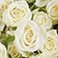 White, variant on Member's Mark Spray Roses, Choose color variety and stem count