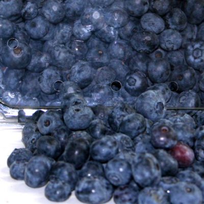 BLUEBERRIES 18OZ Sam's Club