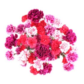 Member's Mark Carnation Medley (20 stem)