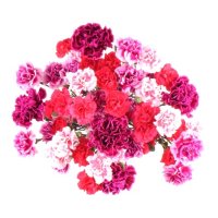 Carnation Medley (20 stem, Color may vary at the time of pickup)