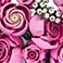 Pink, variant on LEGO Icons Bouquet of Roses Building Set, 822 pcs.