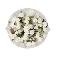 Mini Carnation, Assorted 20 stems (variety and colors may vary)