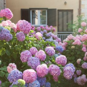 Hydrangea or Lilac Shrubs (2 pk.)