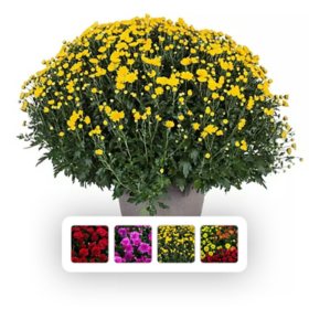 14" Outdoor Garden Mum in Plastic Pot