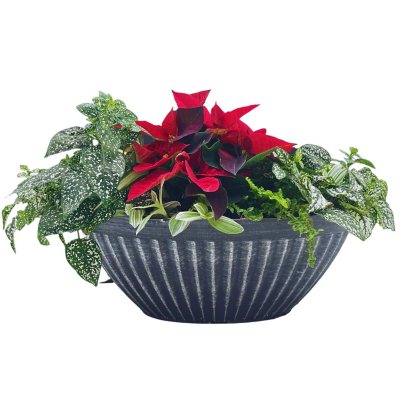 Foliage Poinsettia Planter Sam's Club