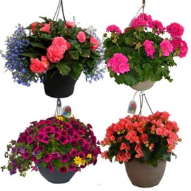 Hanging Flower Basket - 11"