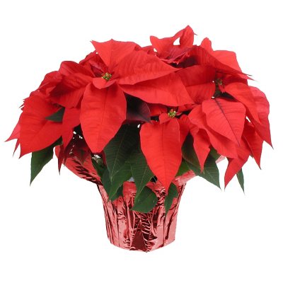 10" Poinsettia Planter Sam's Club
