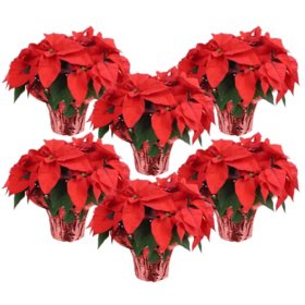 10" Red Poinsettias (6 pk.)