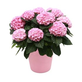 Mother's Day Hydrangea Planter - 9"