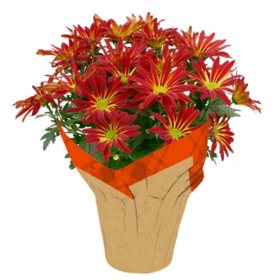 Cranbrook Tall Planter (Various Planters) - Sam's Club