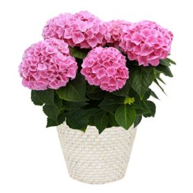 Pink Hydrangea Potted Plant