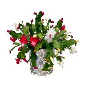 6.5" Zygo Cactus in Decorative Pot