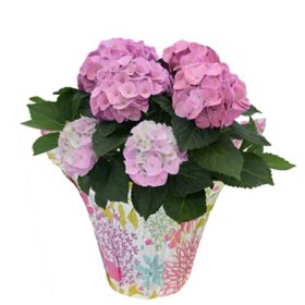 6.5" Planter with Pink Hydrangea