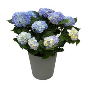 Live 9" Hydrangea Planter in Decorative Pot