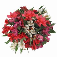 Alstroemeria ( 10 stem, variety and colors may vary at the time of pickup)