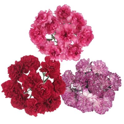 Carnations 10 Stems Sam's Club